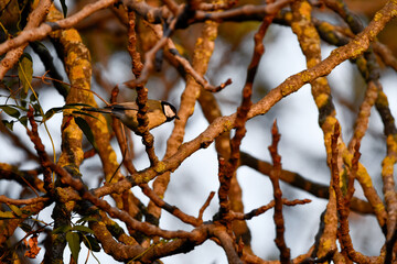 M&eacute;sange charbonni&egrave;re