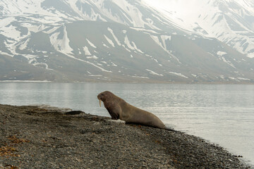 Morse, Odobenus rosmarus, Spitzberg, Svalbard, Norvège