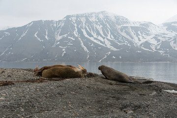 Morse, Odobenus rosmarus, Spitzberg, Svalbard, Norvège
