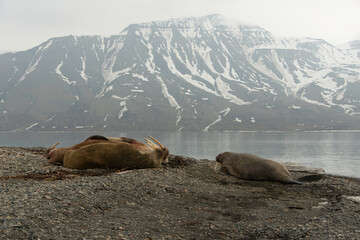 Morse, Odobenus rosmarus, Spitzberg, Svalbard, Norvège
