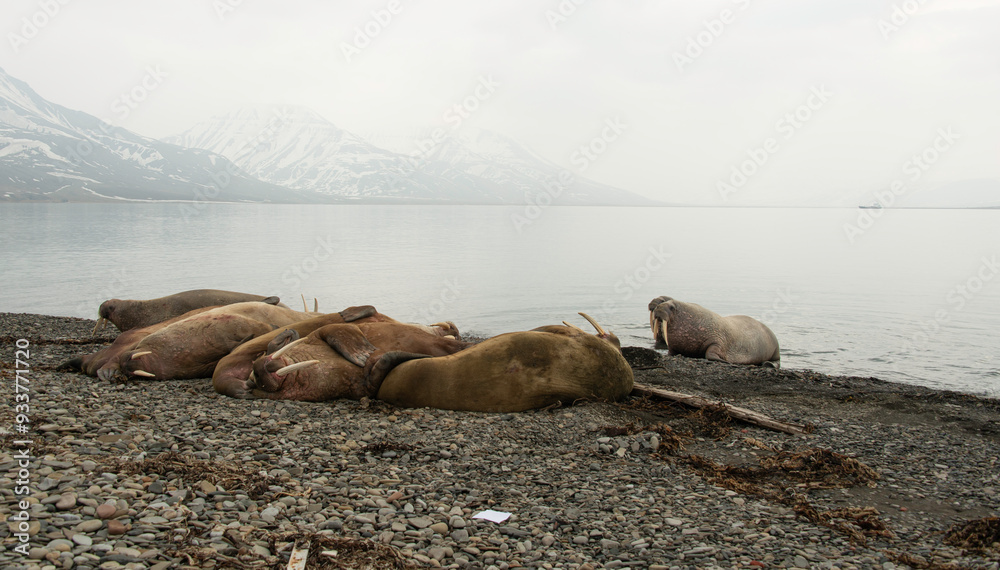 Canvas Prints Morse, Odobenus rosmarus, Spitzberg, Svalbard, Norvège