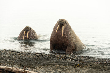 Morse, Odobenus rosmarus, Spitzberg, Svalbard, Norvège