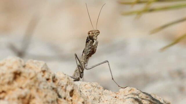 Mantis end&eacute;mica de la peninsula Iberica Ameles paradecolor mirando a c&aacute;mara, parque natural sierra de Mariola, Espa&ntilde;a