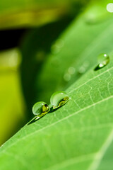Dew drops on green foliage. Water and environment