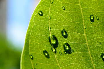 Dew drops on green foliage. Water and environment