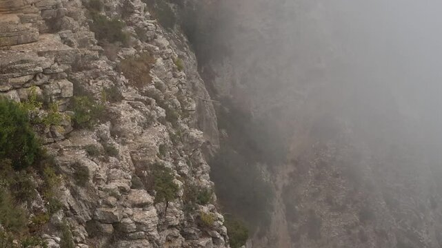 Buitre leonado gyps fulvus vuela junto a pared vertical del barranco del Cint en d&iacute;a con niebla el mes de agosto, Alcoy, Espa&ntilde;a