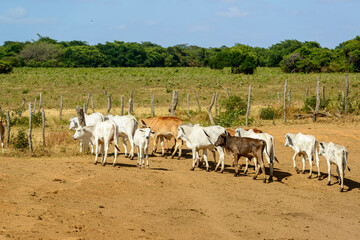 Cattle raised freely in the countryside of Pernambuco, Brazil.