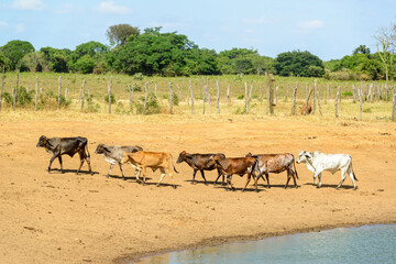 Obraz premium Cattle raised freely in the countryside of Pernambuco, Brazil.