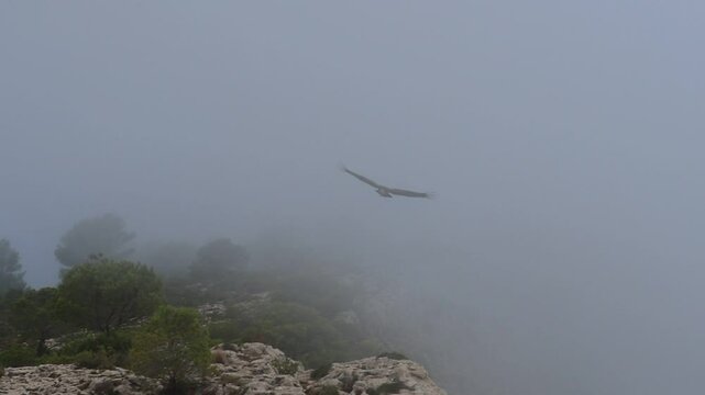 Buitre leonado ( gyps fulvus ) en la niebla volando cambia el sentido 180 grados sobre la cima de la monta&ntilde;a, Alcoy, Espa&ntilde;a
