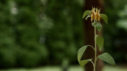 Withered flower