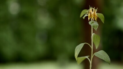 Obraz premium Withered flower