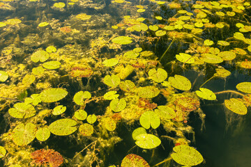 Water Lily Leafs And Alga