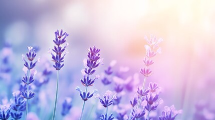 Naklejka premium Cool lavender and periwinkle gradient, subtle blur, calming and soothing, perfect for relaxation themes