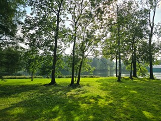 tree in the park