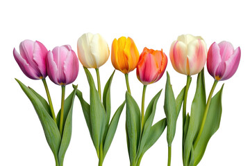 Colorful tulips lined up in a row, showcasing various vibrant shades including pink, yellow, orange and purple against a transparent background.