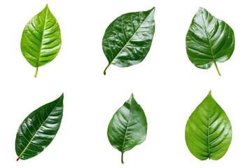 Collection of six vibrant green leaves, showcasing various shapes and textures, isolated on a transparent background. Perfect for nature and botanical themes.