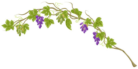 Grapes with leaves on stem. Branch with natural vineyard berries. Grape vine. Purple and green ripe grape cluster. Vector hand drawn grapevine isolated on white background. 