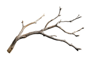 Isolated bare tree branch with multiple sub-branches on transparent background. perfect for natural and organic-themed concepts.