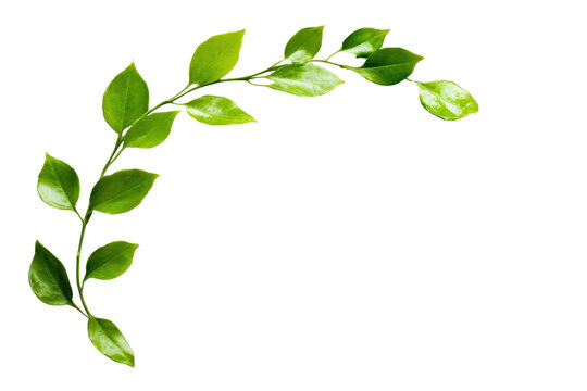 Fototapeta Elegant green plant branch with fresh leaves in a semi-circle arrangement, isolated on a transparent background. Ideal for nature and botanical projects.