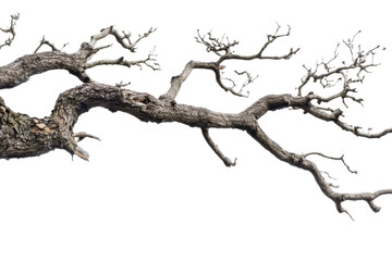 Dried tree branch isolated on transparent background. showcasing natural texture and intricate details of weathered wood structure.