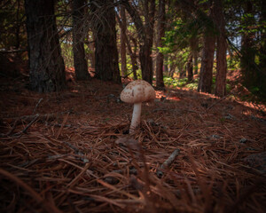 mushroom in the forest