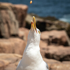 Gull Catching Food