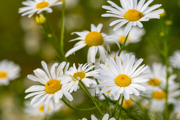 Fototapeta premium Tripleurospermum inodorum scentless mayweed blossom in wildflower meadow