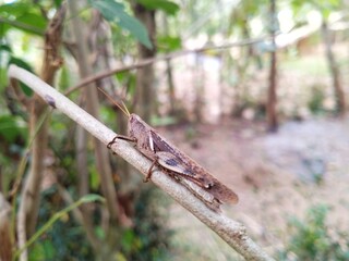 Grasshopper on a branch 