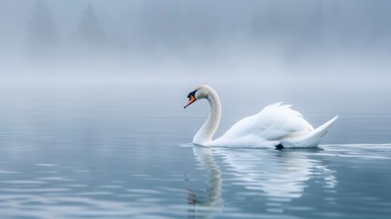 Elegant swan swimming in misty lake.