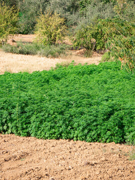Cannabis fields seen near Ketama, Morocco on a sunny summer day