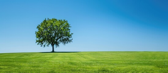 Fototapeta premium Single tree in a vast field, standing tall under a clear blue sky with plenty of copy space image.