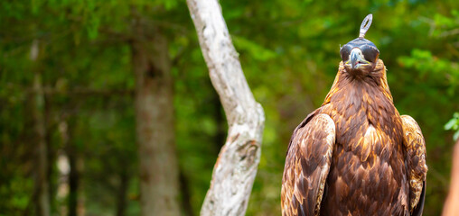 Close-up of a golden eagle wearing a cap covering its eyes. An eagle sits on a perch against a backdrop of green mountains. A bird of prey hunts for its prey. Falconry. National tradition of Asia.