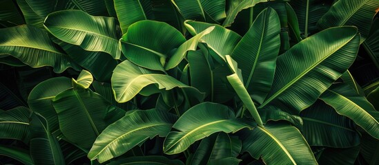 Obraz premium Lush green banana leaves in a tiny garden provide a vibrant backdrop for a copy space image.