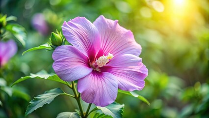 Fototapeta premium Close-up of a blooming Lilac Hibiscus flower, Lilac Hibiscus, Alyogyne huegelii, close-up, bloom, petals, delicate, vibrant