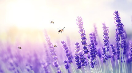 Fototapeta premium A lavender field with cartoon bees buzzing around, watercolor sky
