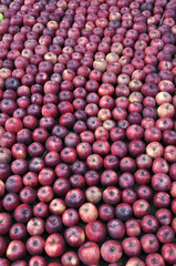 Verdure esposte . Carciofi, limoni, melanzane, aglio, cipolle, pomodori, funghi, arance, cachi, carote, mele, broccoli, patate