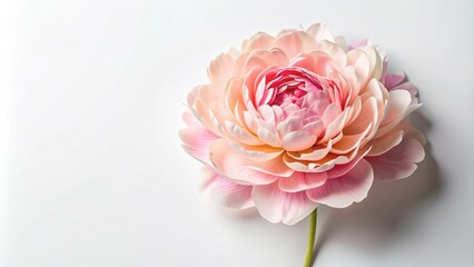 Fototapeta premium Isolated paper flower peony on white background, crepe paper, handmade, craft, art, floral, delicate, decoration, DIY, isolated