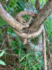 Branch in a knot