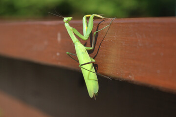Praying mantis on backgrounds