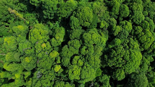 Aerial view of a lush forest in Giam Kanching, Rawang, Selangor, featuring dense trees.