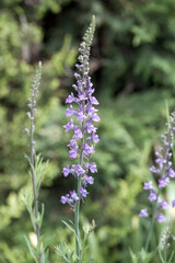 close up of pretty flowers of linaria purple toadflax