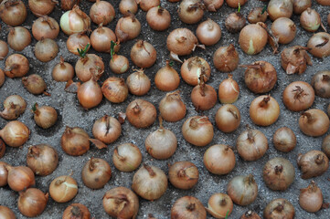 Verdure esposte . Carciofi, limoni, melanzane, aglio, cipolle, pomodori, funghi, arance, cachi, carote, mele, broccoli, patate