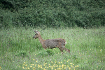 pretty roe deer in the countryside