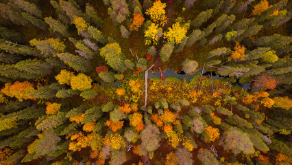 Autumn Forest with path in Lapland