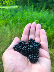 Delicious wild berries, just picked up from the garden. Collecting blackberries on the woods. Closeup ripe wild black raspbberries in hand