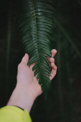 Hand Holding a Fern