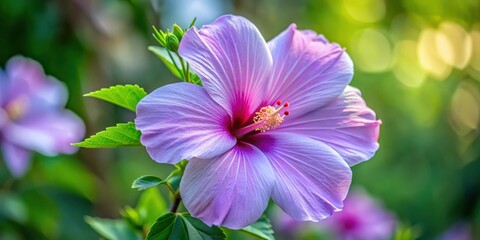 Fototapeta premium Close up shot of Alyogyne huegelii (Lilac Hibiscus) flower showing intricate details, Lilac, Hibiscus, Alyogyne huegelii