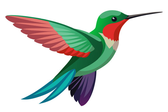 recommend clip art: Broad billed hummingbird vector art illustration 