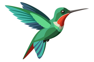 Broad billed hummingbird vector art illustration 