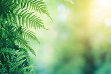 Lush green fern leaves bask in soft sunlight, creating a serene and calming atmosphere in a vibrant natural setting.